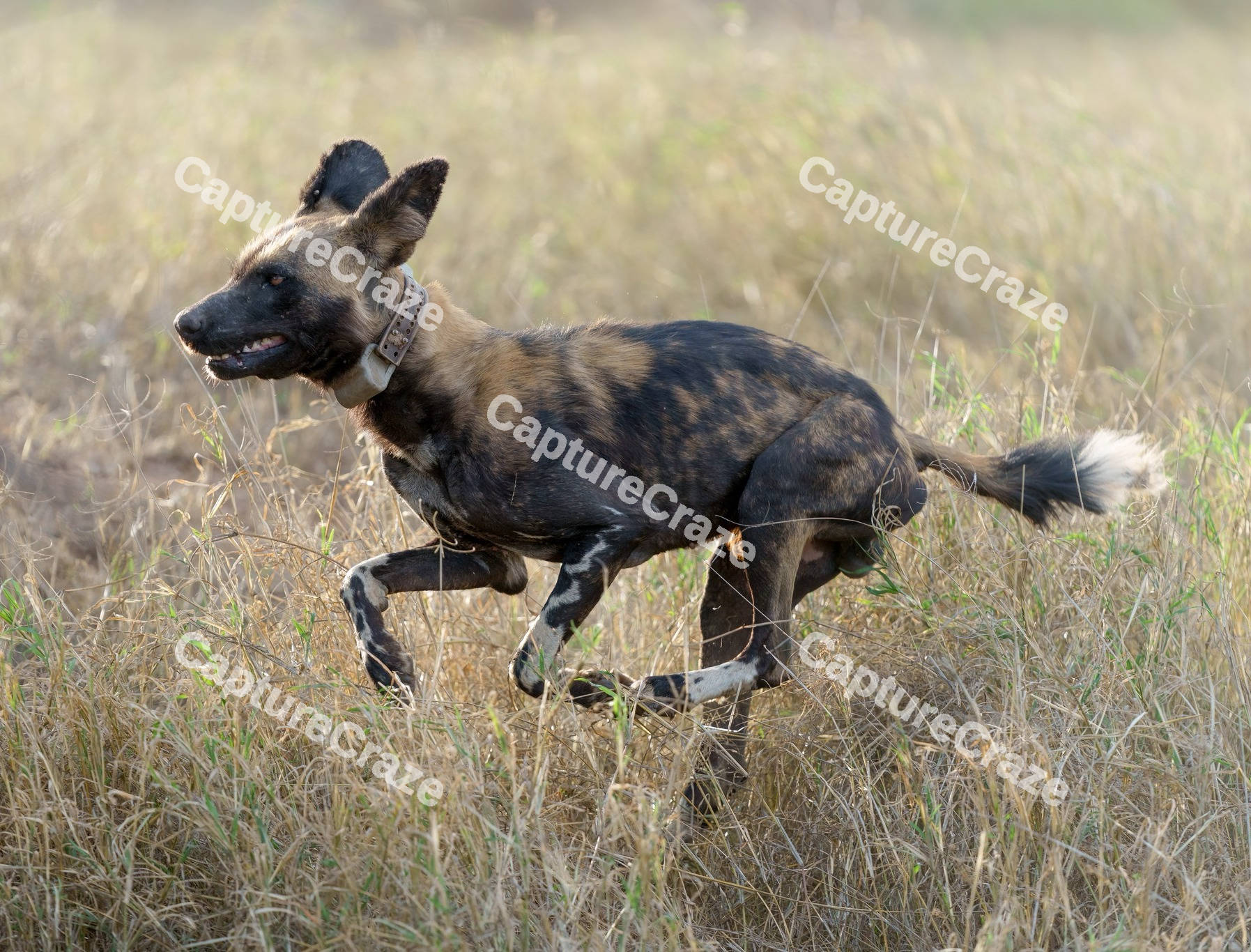 African wild dog